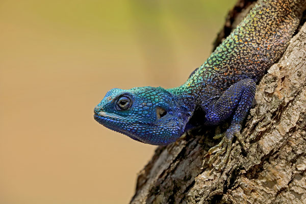 Southern Tree Agama (Acanthocercus gregorii) male
