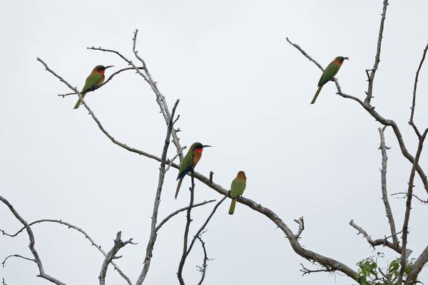 Red-throated Bee-eaters (Merops bulocki)
