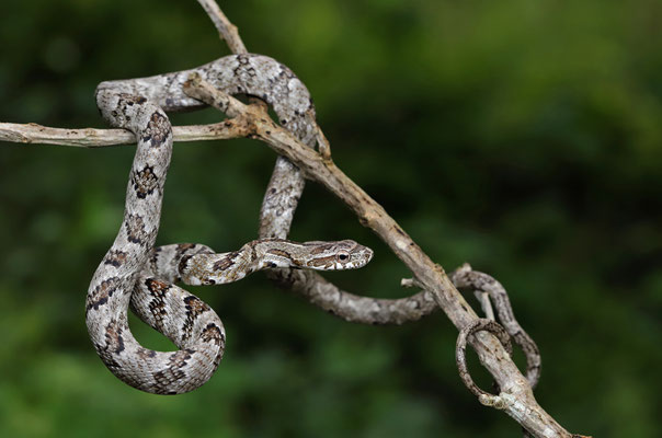 Puffing Snake (Phrynonax poecilonotus)