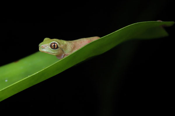Golden-eyed Leaf Frog (Agalychnis annae) baby