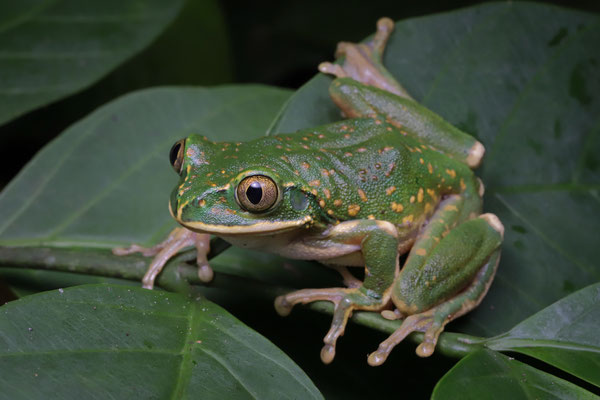 Yellow-spotted Tree Frog (Leptopelis flavomaculatus) 