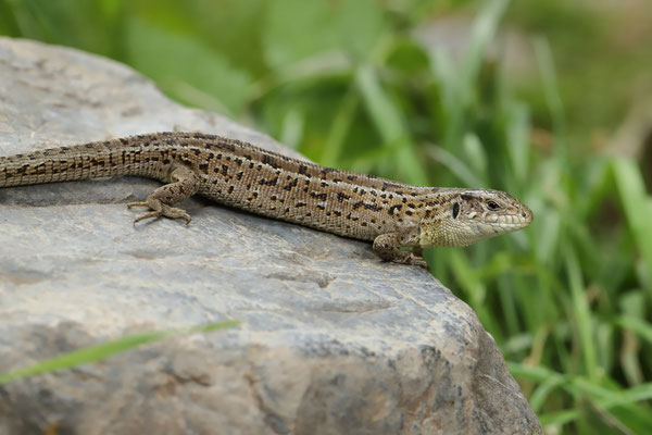 Sand Lizard (Lacerta agilis exigua) female. These lizards were rather common on the grassy meadows around the camp and along the hiking trails.