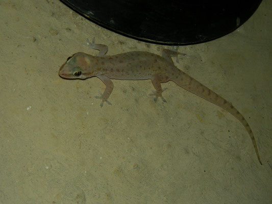 Red Sea Leaf-toed Gecko (Hemidactylus robustus)