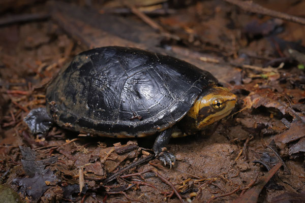 White-lipped Mud Turtle (Kinosternon leucostomum) 