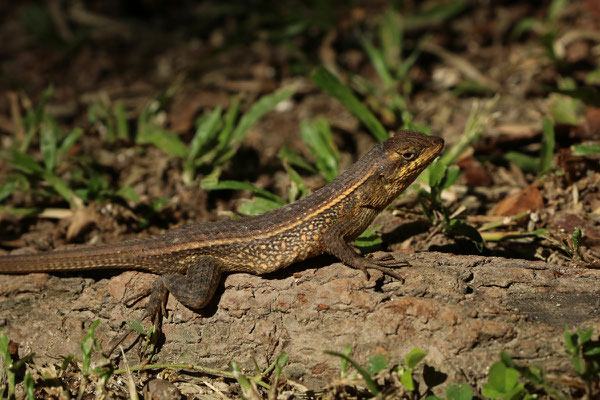 Longtail Spiny Lizard (Sceloporus siniferus)