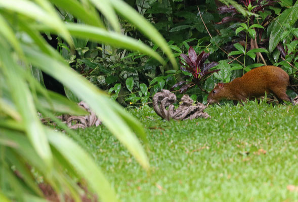 Local wildlife in the garden, here a Central American Agouti (Dasyprocta punctata).