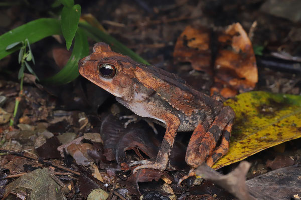 Pacific Forest Toad (Incilius aucoinae)