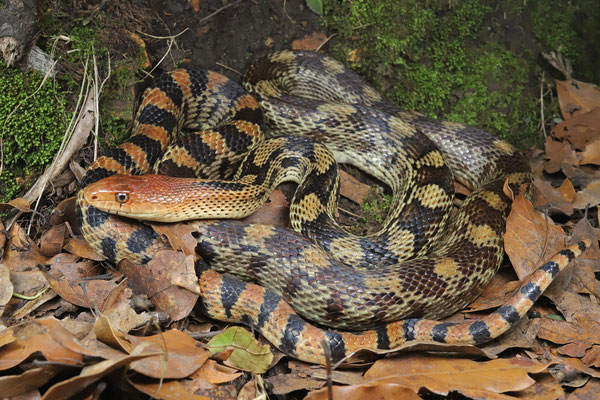 Mexican Bull Snake (Pituophis deppei)