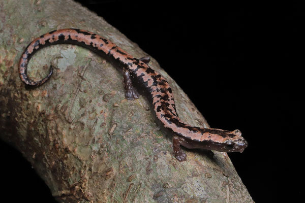 Yucatán Mushroomtongue Salamander (Bolitoglossa yucatana)