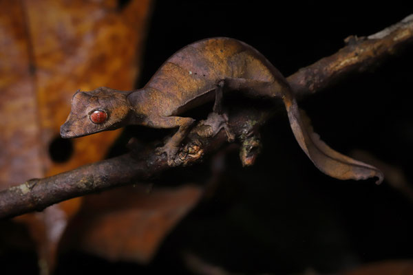 Satanic Leaf-tailed Gecko (Uroplatus phantasticus)