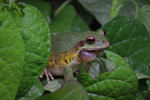 Common Mexican Treefrog (Smilisca baudinii) calling male