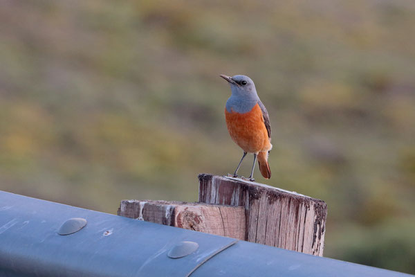 Sentinel Rock Thrush (Monticola explorator)