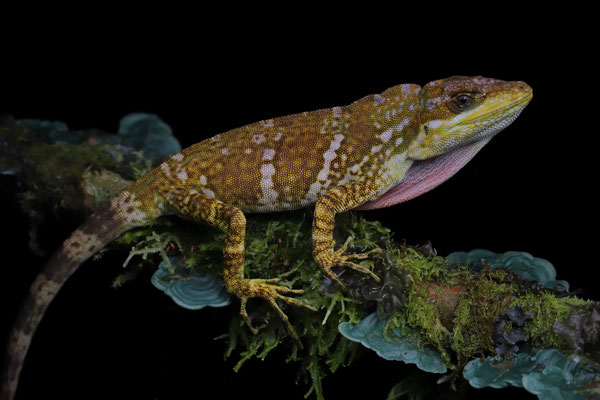 Banded Giant Canopy Anole (Anolis microtus) adult male