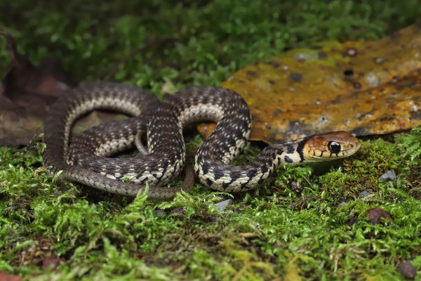 Golden-headed Garter Snake (Thamnophis chrysocephalus)