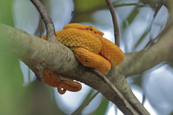 Oropel (Bothriechis nigroadspersus)
