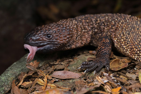 Mexican Beaded Lizard (Heloderma horridum)