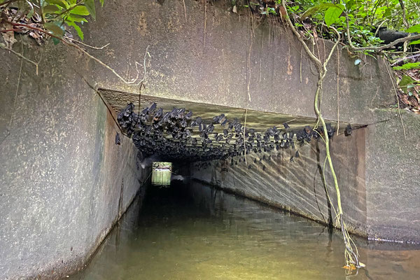 With the recent outbreak of Marburg Virus in Ghana I didn't crawl in this tunnel like I normally would.