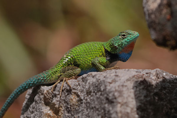 Mexican Emerald Spiny Lizard (Sceloporus formosus) displaying the brightest parts of its body to try and impress a female.