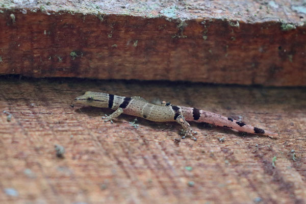 Caribbean Dwarf Gecko (Sphaerodactylus homolepis) 