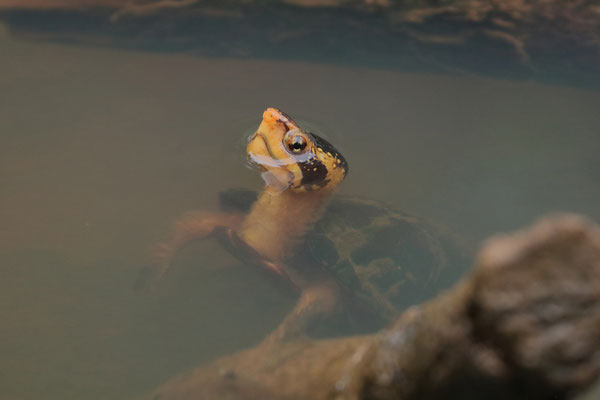 Curious White-lipped Mud Turtle (Kinosternon leucostomum)