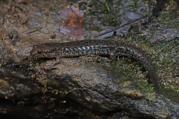 Chattooga Dusky Salamander (Desmognathus perlapsus)