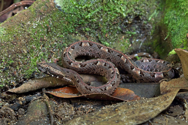 Rainforest Hog-nosed Pitviper (Porthidium nasutum)