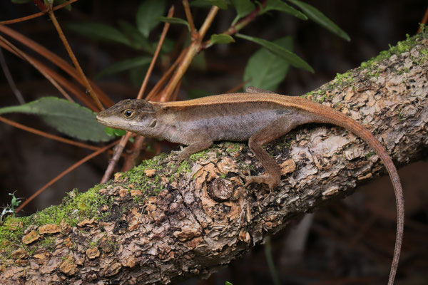 Clouded Anole (Anolis nebulosus)