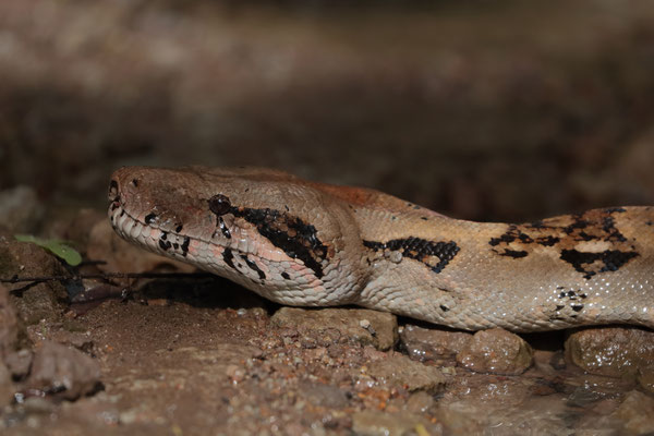 Central American Boa (Boa imperator) 