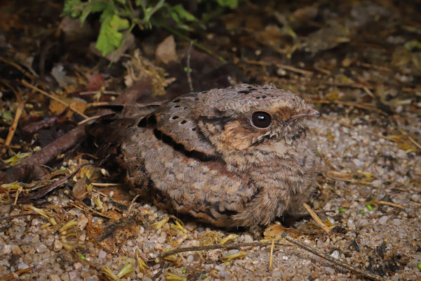 Cute Pauraque (Nyctidromus albicollis) chick