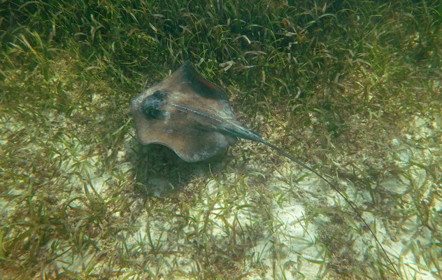 Stingray