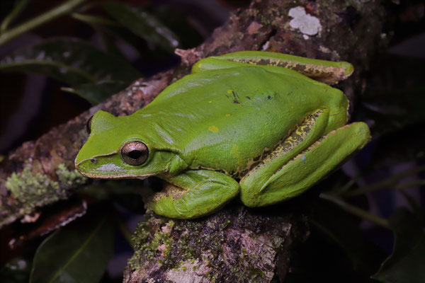 During an especially rainy night we spotted this huge Yellowbelly Voiceless Treefrog (Charadrahyla altipotens) hopping on the road. 