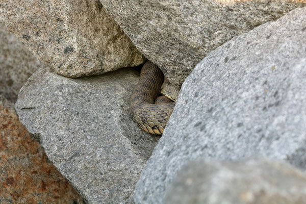 Basking Dice Snake (Natrix tessellata)