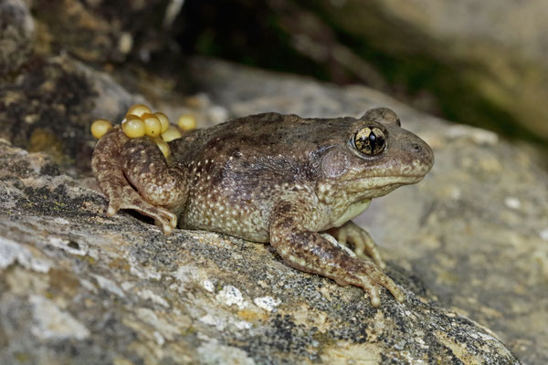 Common Midwife Toad (Alytes obstetricans pertinax)