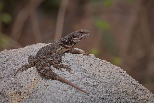 The much smaller and much more rare Oaxacan Spiny-tailed Iguana (Ctenosaura oaxacana) is always a joy to see. 