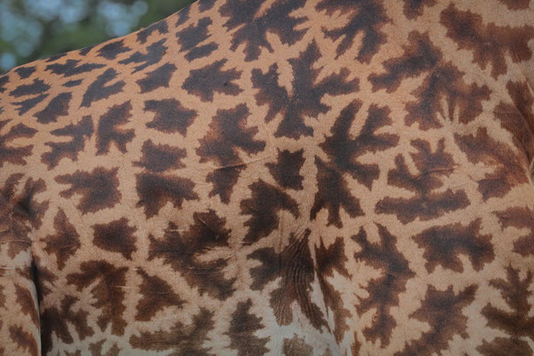 Masai Giraffe (Giraffa tippelskirchi)
