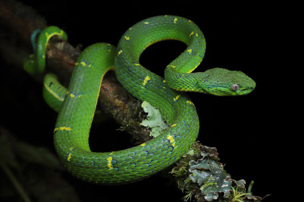 Side-striped Palm Pitviper (Bothriechis lateralis)