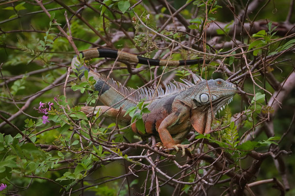 During the hottest parts of the day we barely left our acommodation. But even from there we could photograph cool lizards such as this Green Iguana (Iguana iguana)....