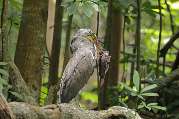 Bare-throated Tiger Heron (Tigrisoma mexicanum) with prey.