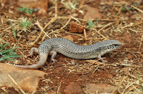 Ocellated Skink (Chalcides ocellatus) 