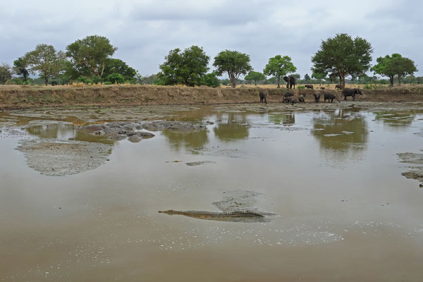 Nile Crocodile (Crocodylus niloticus) with hippos and elephants in the background.