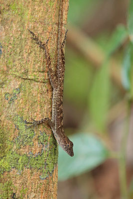 Osa Anole (Anolis osa)