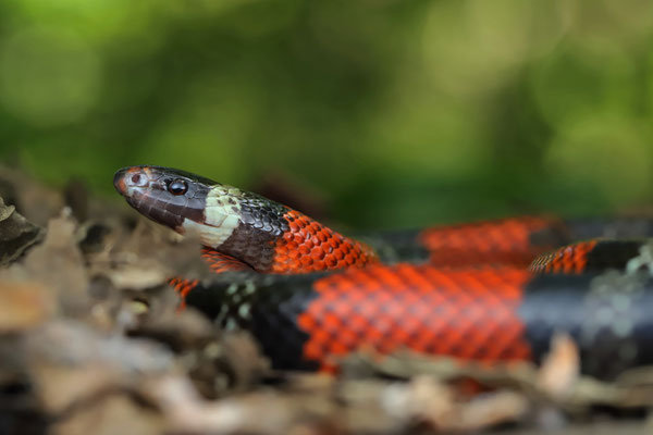 Central American Milk Snake (Lampropeltis abnorma)