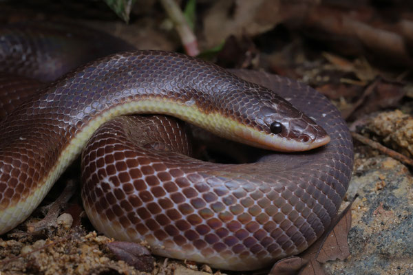 Mexican Burrowing Python (Loxocemus bicolor)