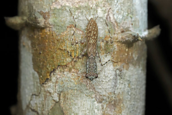 Bark Mantis (Melliera chorotega)