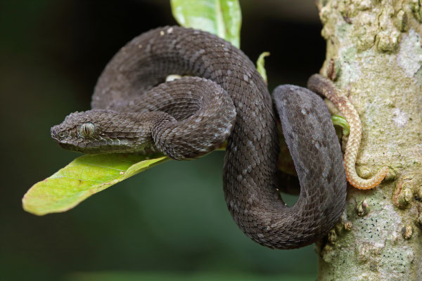 Great Lakes Bush Viper (Atheris nitschei) juvenile