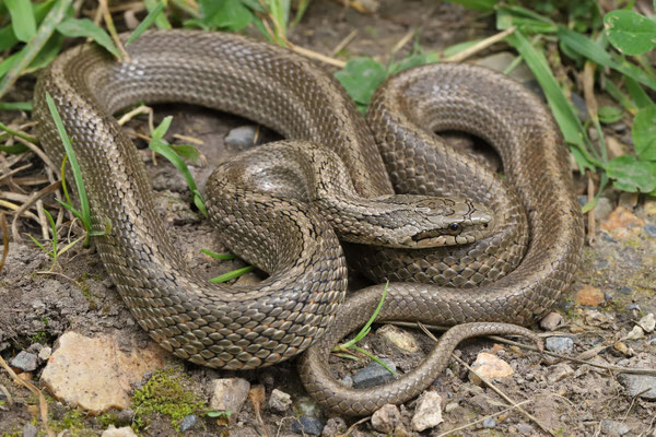 Steppe Snake (Elaphe dione) 