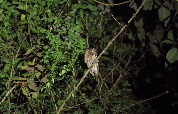 Pacific Screech Owl (Megascops cooperi)