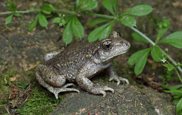 Midwife Toad (Alytes obstetricans)