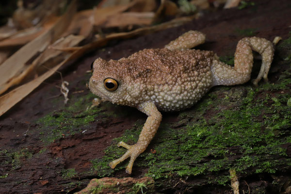 Hansen's Warty Frog (Callulina hanseni)