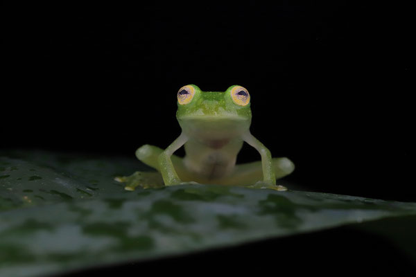  Bare-hearted Glass Frog (Hyalinobatrachium colymbiphyllum)